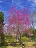 Red Bud Tree