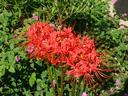 Lycoris Radiata  2