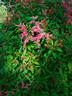 Pink Coral Vine and Texas Firebush